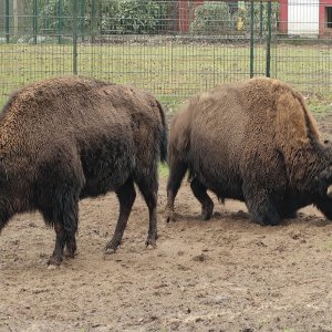 Bisons